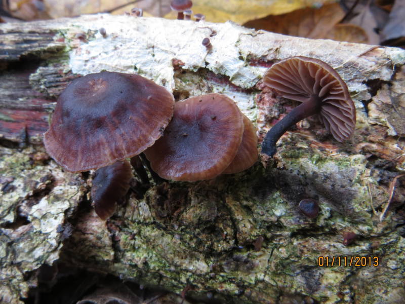 Collybia (forse) con gambo scuro